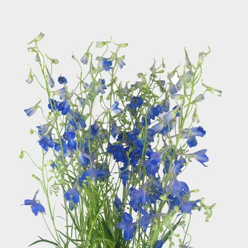 Dark Blue Delphinium Wholesale FreshCut Flowers