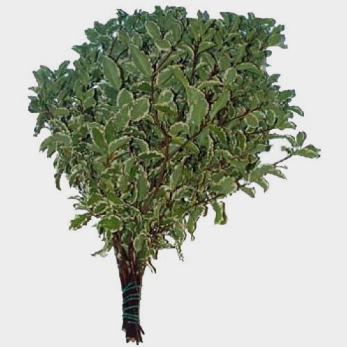 Pittosporum Nigra Variegated Greenery Wholesale Blooms By The Box