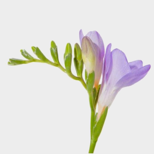 Purple Freesia Flower - Wholesale