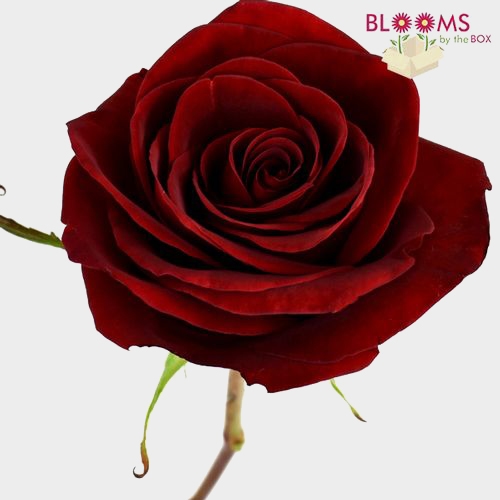 Black Magic Dark Red Rose Wholesale Roses