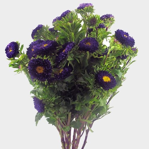 Purple Matsumoto  Aster  Flowers Wholesale Blooms By The Box