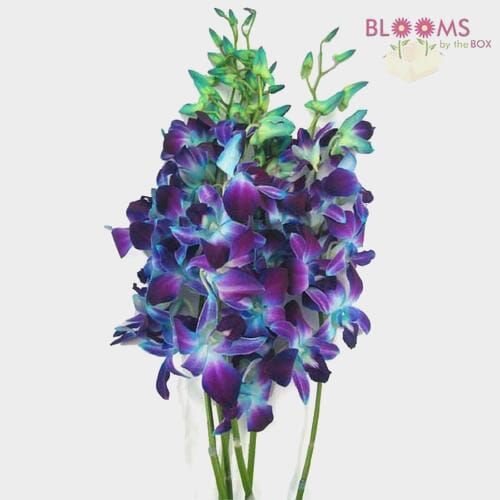 Dark Blue Delphinium Wholesale FreshCut Flowers