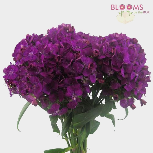 Buy Dianthus Purple Novelty Flowers – Blooms by the Box