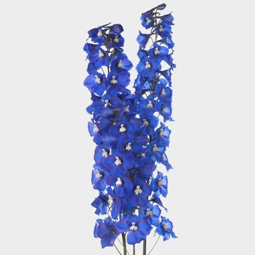 Wholesale FreshCut Dark Blue Hybrid Delphinium Flowers