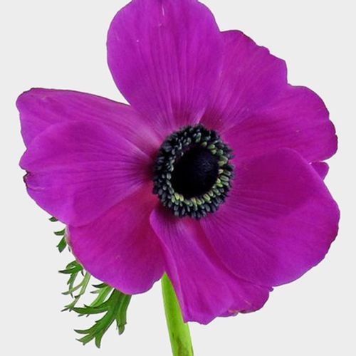 Hot Pink Anemone Flowers – Wholesale – BloomsByTheBox.com