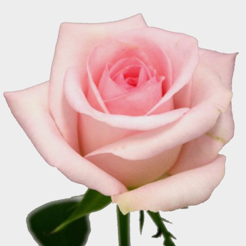 Pink Rose Sweet Akito-50Cm- Wholesale – Blooms By The Box